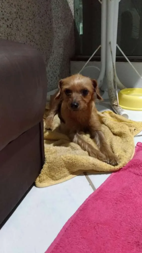 Cachorro ra a SRD idade 1 ano nome Arisca