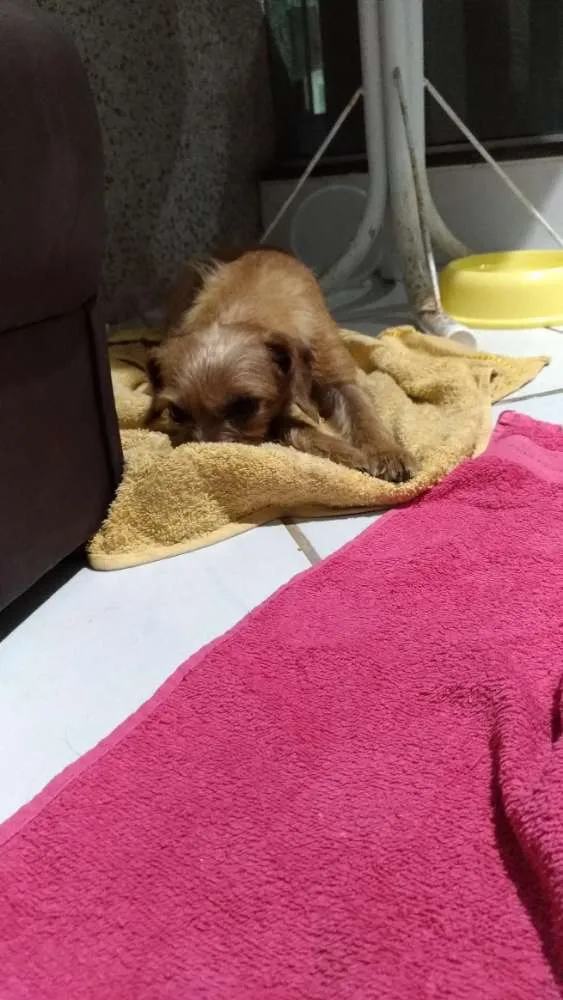 Cachorro ra a SRD idade 1 ano nome Arisca