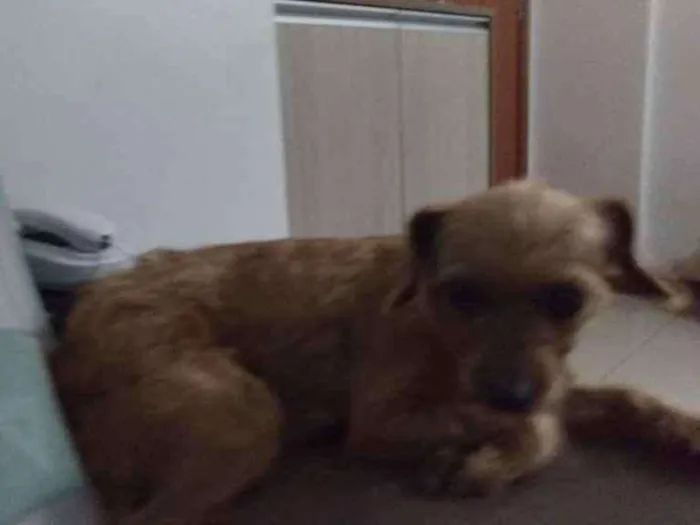 Cachorro ra a SRD idade 1 ano nome Arisca