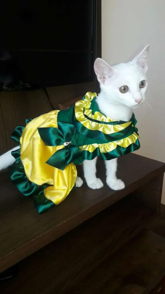 Gato raça SIMPLES idade 1 ano nome LUPITA