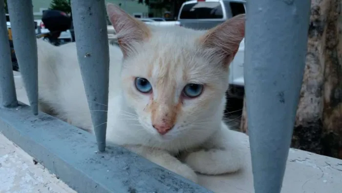 Gato ra a SRD idade 2 a 6 meses nome BRANQUINHO