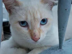 Gato raça SRD idade 2 a 6 meses nome BRANQUINHO