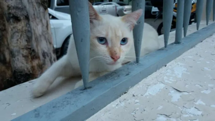 Gato ra a SRD idade 2 a 6 meses nome BRANQUINHO