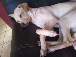 Cachorro raça Vira lata idade 1 ano nome Pipoca