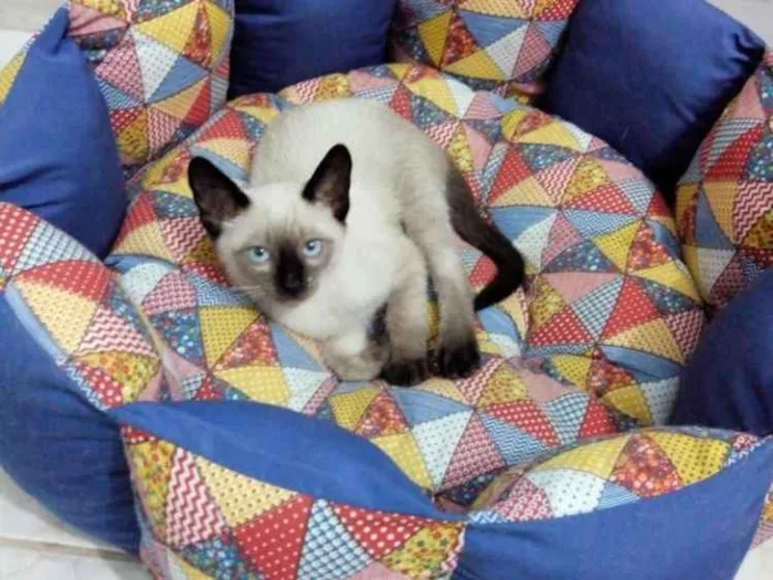 Gato ra a Siamês idade 2 a 6 meses nome Toddy