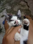 Filhotes da suzi
