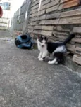 Filhotes da suzi