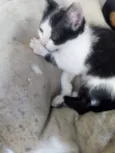 Filhotes da suzi