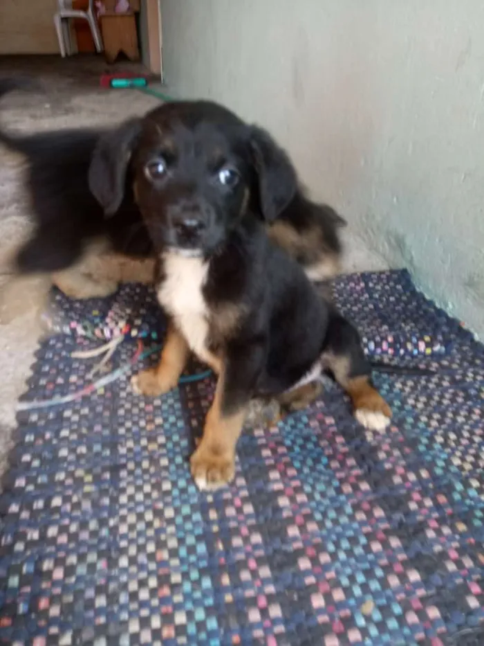 Cachorro ra a Nao sei idade  nome Salsicha, Byli