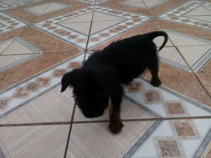 Cachorro ra a Nao sei idade  nome Salsicha, Byli