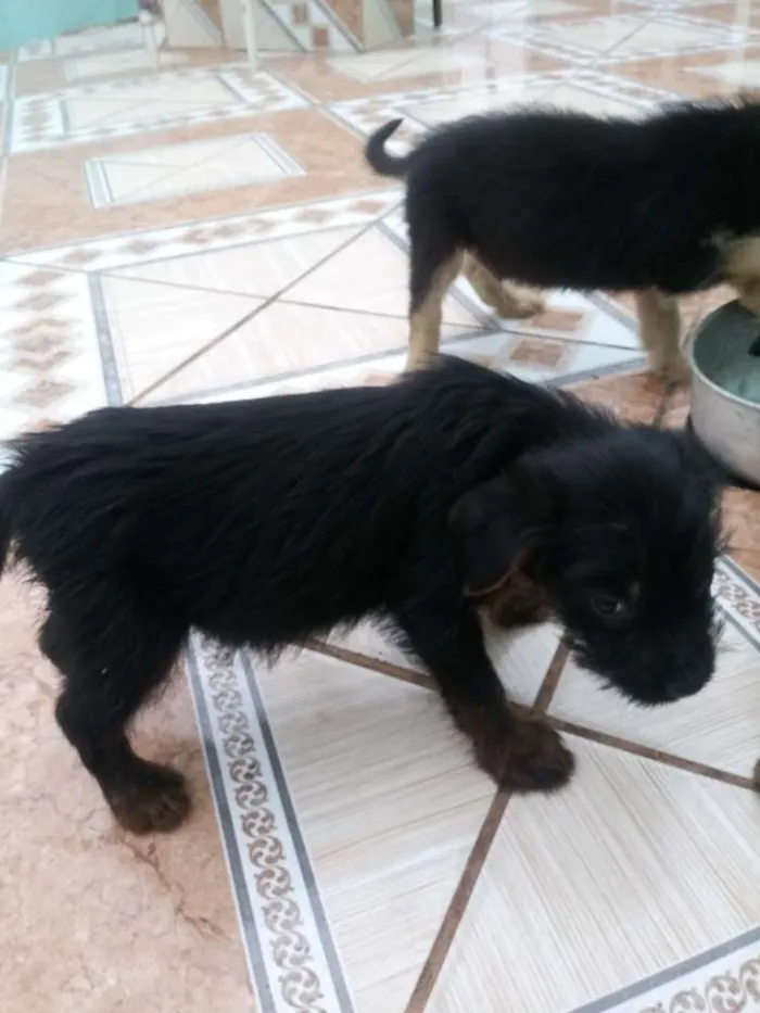 Cachorro ra a Nao sei idade  nome Salsicha, Byli