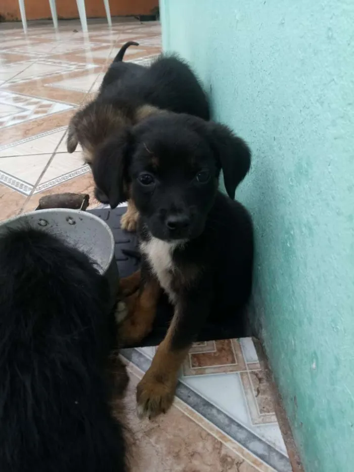 Cachorro ra a Nao sei idade  nome Salsicha, Byli