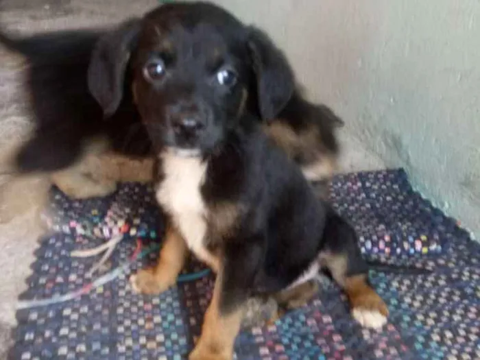 Cachorro ra a Nao sei idade  nome Salsicha, Byli