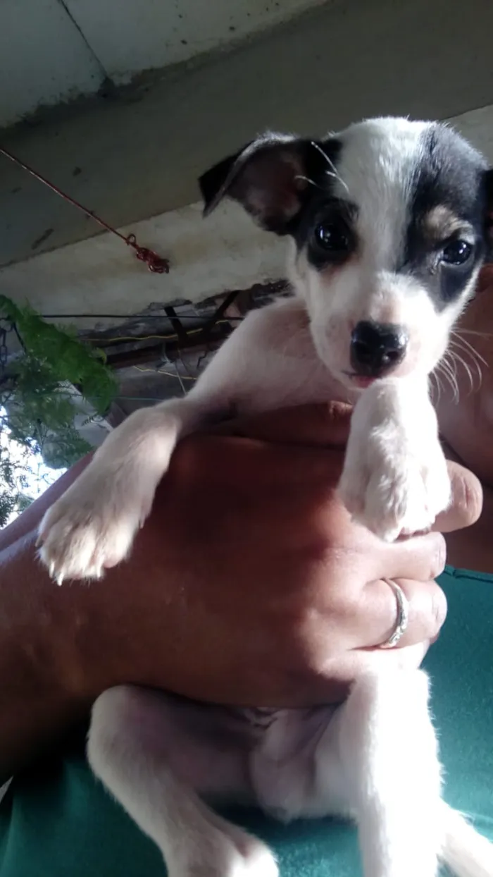 Cachorro ra a Vira lata idade 2 a 6 meses nome Sem nome