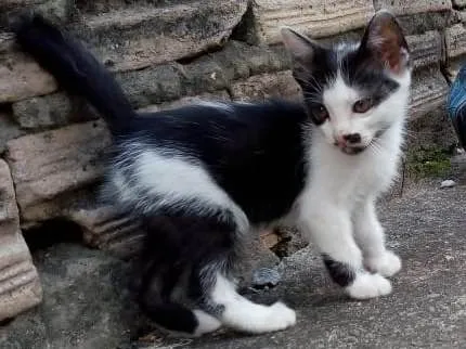 Gato ra a Filhote dá minha gata mestiça  idade Abaixo de 2 meses nome Filhotes da suzi