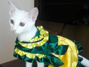 Gato raça SIMPLES idade 1 ano nome LUPITA