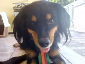 Cachorro raça  idade 2 anos nome Filemom