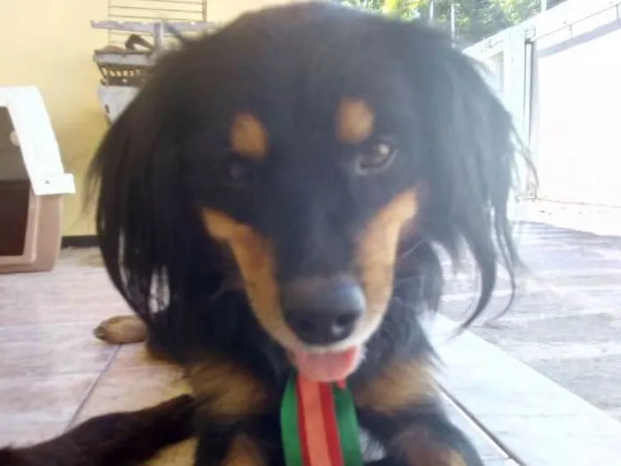 Cachorro ra a  idade 2 anos nome Filemom