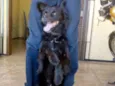 Tito