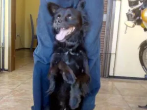 Cachorro raça Srd idade 6 ou mais anos nome Tito