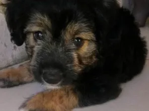 Cachorro raça Desconheço idade 2 a 6 meses nome Neguinho