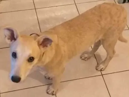 Cachorro ra a Vira-lata idade 2 a 6 meses nome Ping