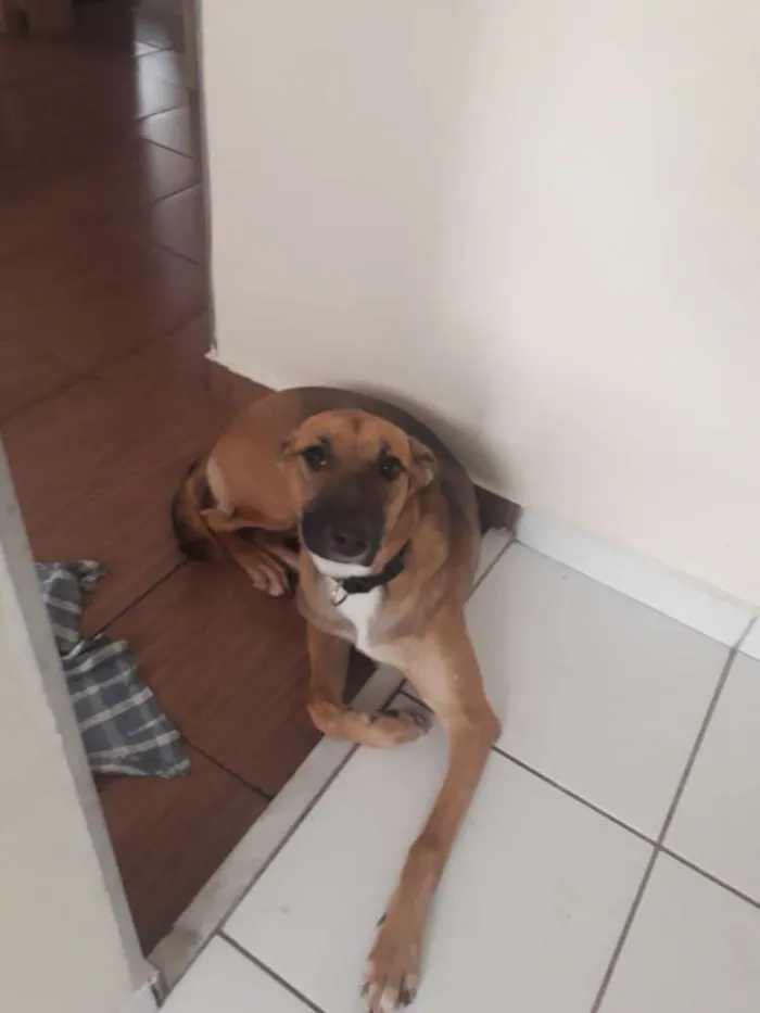 Cachorro raça SRD idade 1 ano nome Kiara