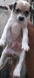 machinho 1