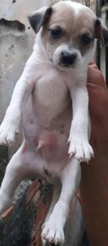 Cachorro ra a SRD idade Abaixo de 2 meses nome machinho 1