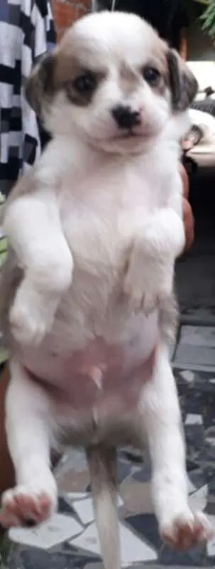 Cachorro ra a SRD idade Abaixo de 2 meses nome Machinho 2