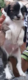 Machinho 3