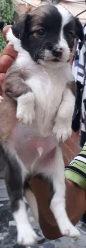 Cachorro ra a SRD idade Abaixo de 2 meses nome Machinho 3