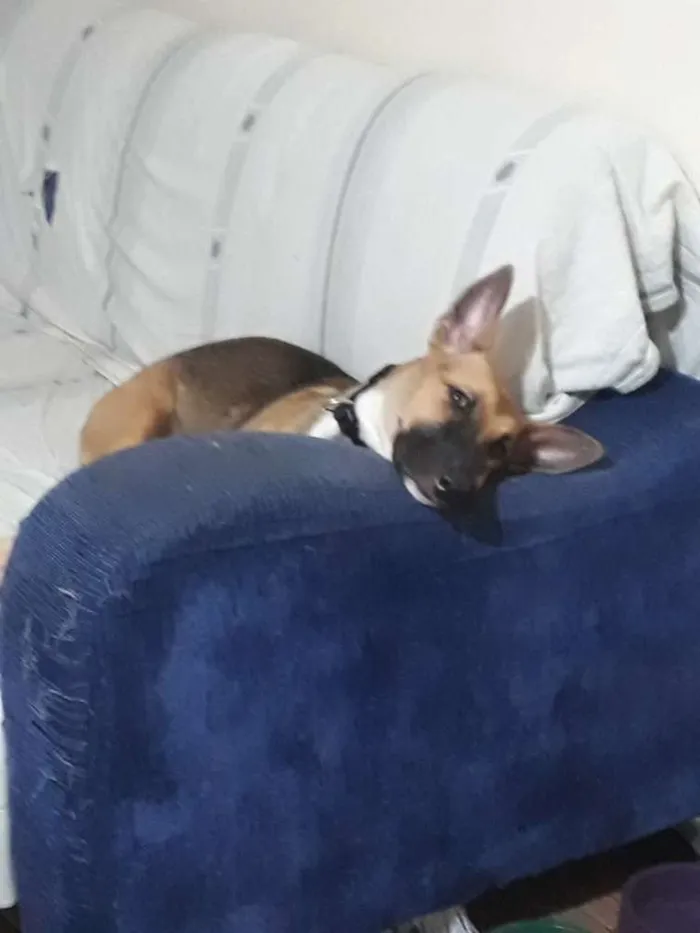 Cachorro raça SRD idade 1 ano nome Kiara