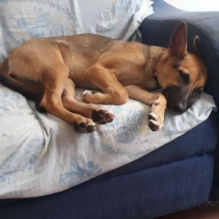 Cachorro raça SRD idade 1 ano nome Kiara