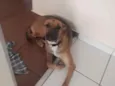 Cachorro raça SRD idade 1 ano nome Kiara
