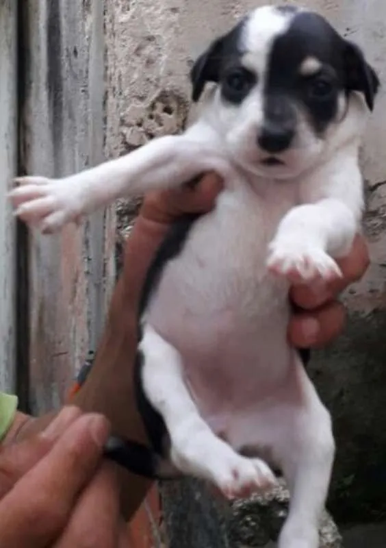 Cachorro ra a SRD idade Abaixo de 2 meses nome Fêmea 1