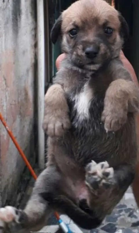 Cachorro ra a SRD idade  nome Fêmea 2