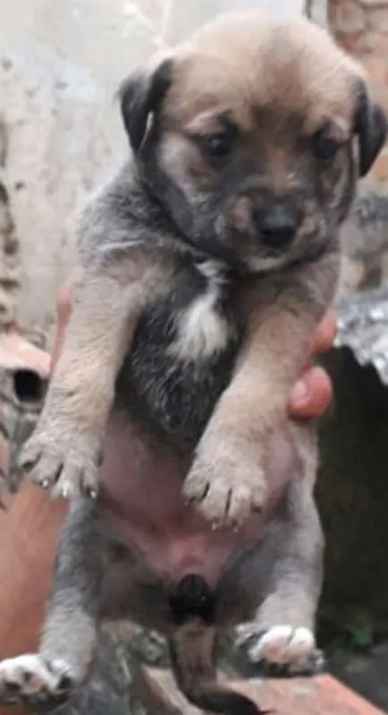 Cachorro ra a SRD idade Abaixo de 2 meses nome Fêmea 3