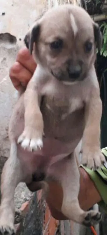 Cachorro ra a SRD idade Abaixo de 2 meses nome Fêmea 4