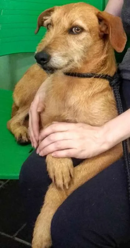 Cachorro ra a SRD idade 3 anos nome Léia