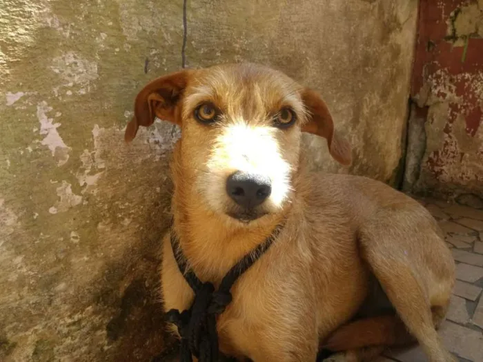 Cachorro ra a SRD idade 3 anos nome Léia