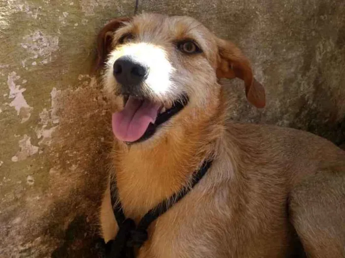 Cachorro ra a SRD idade 3 anos nome Léia