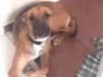 Cachorro raça SRD idade 1 ano nome Kiara