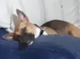 Cachorro raça SRD idade 1 ano nome Kiara