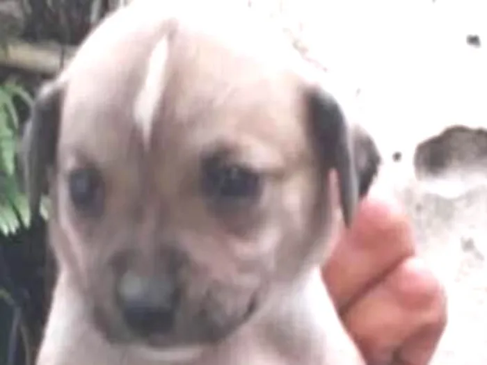 Cachorro ra a SRD idade Abaixo de 2 meses nome Fêmea 4