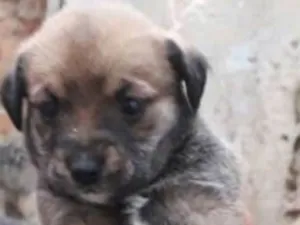 Cachorro raça SRD idade Abaixo de 2 meses nome Fêmea 3