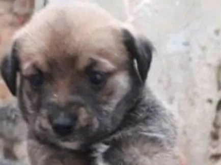 Cachorro ra a SRD idade Abaixo de 2 meses nome Fêmea 3