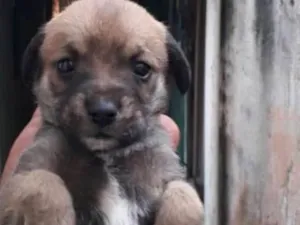 Cachorro raça SRD idade  nome Fêmea 2