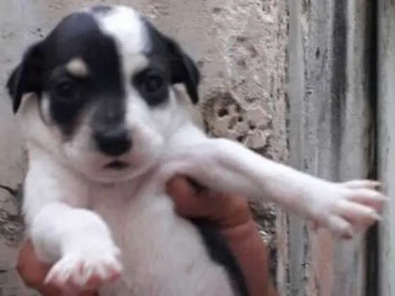 Cachorro ra a SRD idade Abaixo de 2 meses nome Fêmea 1