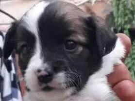 Cachorro ra a SRD idade Abaixo de 2 meses nome Machinho 3